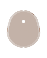 Beige Shell